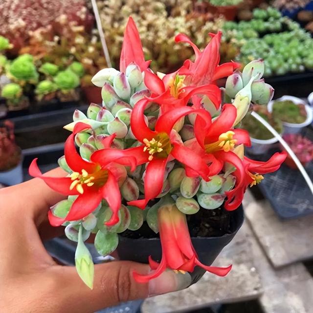 開(kāi)花植物多肉有毒嗎_開(kāi)花的多肉植物有哪些_多肉開(kāi)花的植物