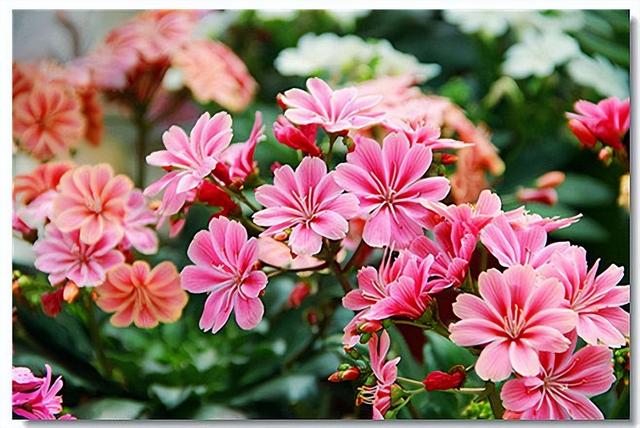 開(kāi)花的多肉植物有哪些_多肉開(kāi)花的植物_開(kāi)花植物多肉有毒嗎