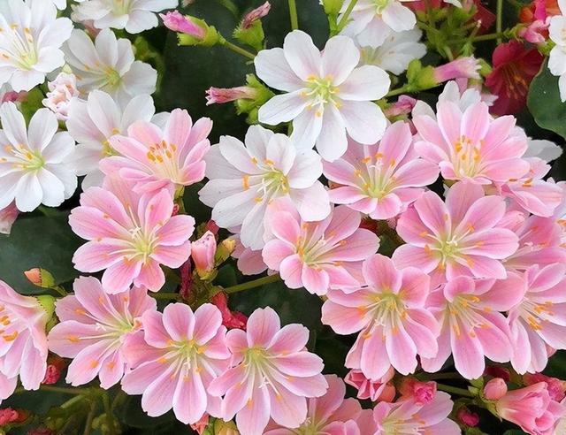 開(kāi)花植物多肉有毒嗎_開(kāi)花的多肉植物有哪些_多肉開(kāi)花的植物