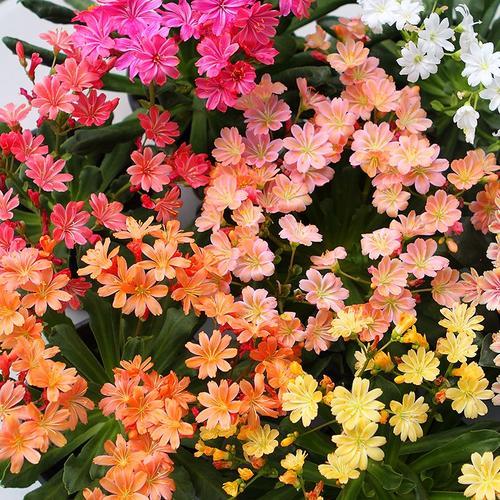 開(kāi)花植物多肉有毒嗎_多肉開(kāi)花的植物_開(kāi)花的多肉植物有哪些