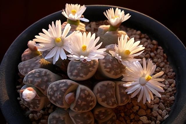 開(kāi)花的多肉植物有哪些_開(kāi)花植物多肉有毒嗎_多肉開(kāi)花的植物