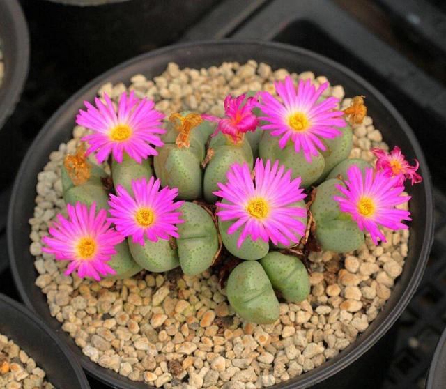 多肉開(kāi)花的植物_開(kāi)花植物多肉有毒嗎_開(kāi)花的多肉植物有哪些