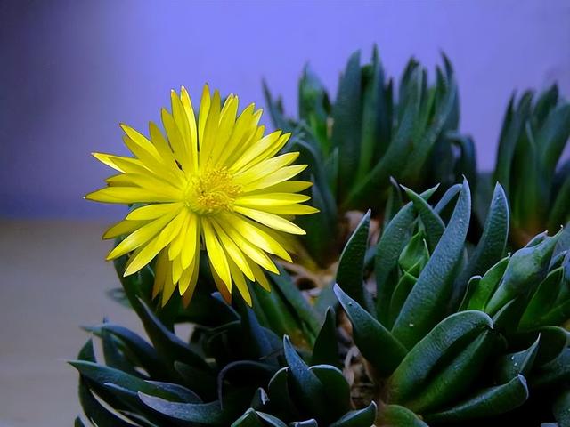 開(kāi)花植物多肉有毒嗎_開(kāi)花的多肉植物有哪些_多肉開(kāi)花的植物