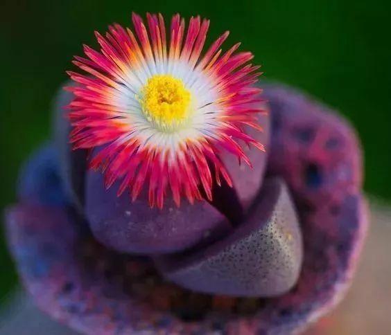 多肉開(kāi)花的植物_開(kāi)花的多肉植物有哪些_開(kāi)花植物多肉有毒嗎