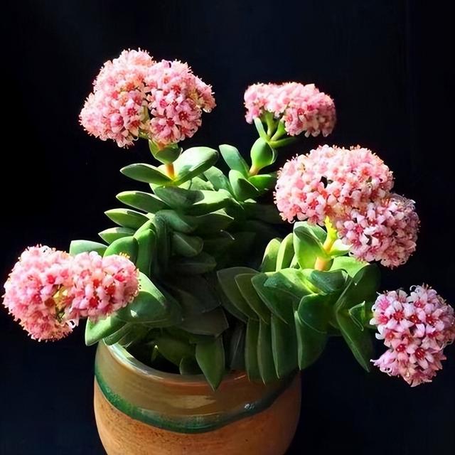 開(kāi)花植物多肉有毒嗎_開(kāi)花的多肉植物有哪些_多肉開(kāi)花的植物