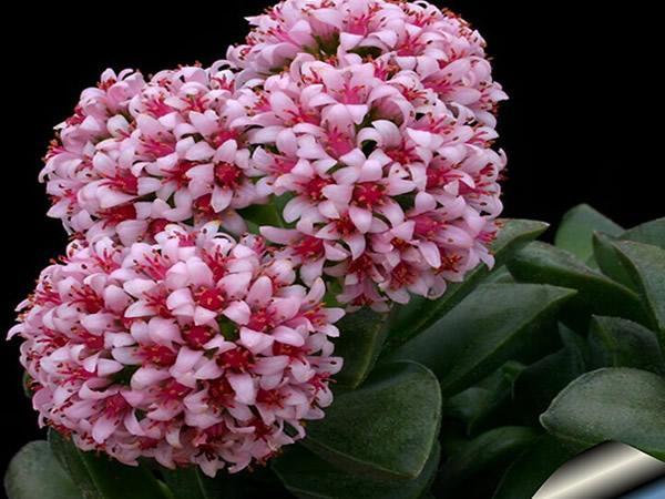 開(kāi)花植物多肉有毒嗎_開(kāi)花的多肉植物有哪些_多肉開(kāi)花的植物