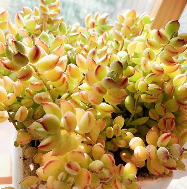 開(kāi)花植物多肉有毒嗎_多肉開(kāi)花的植物_開(kāi)花的多肉植物有哪些