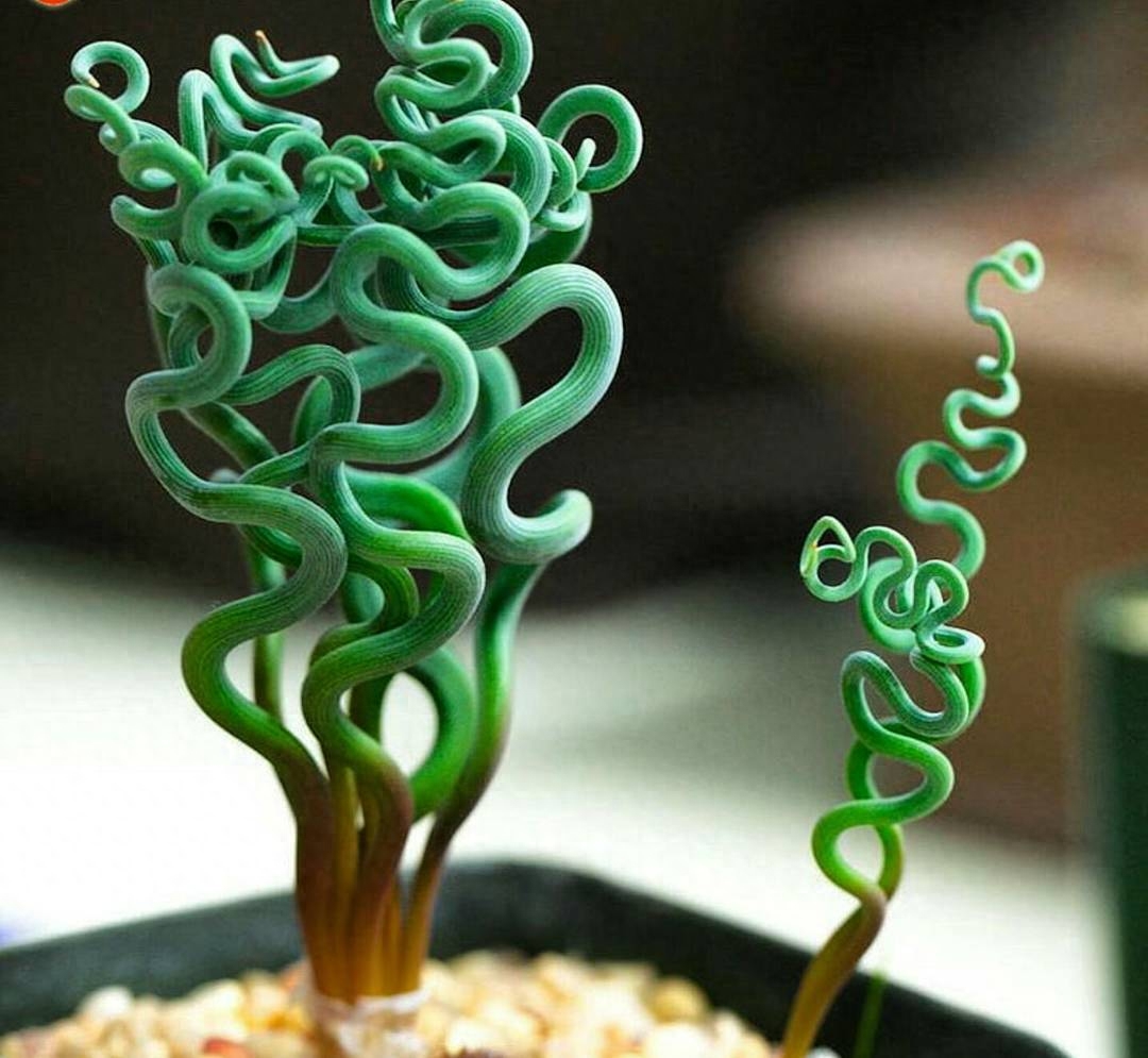 綠植多肉花_多肉綠植花卉圖片大全及花名_綠植多肉