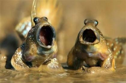 可以在水陸缸里飼養(yǎng)的，另類小型觀賞魚，別具一格跳跳魚
