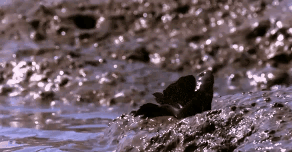 海水養殖觀賞魚_海水觀賞養殖魚怎么養_海水觀賞養殖魚圖片