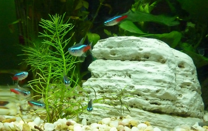 生態(tài)魚缸養(yǎng)熱帶魚詳解（一）