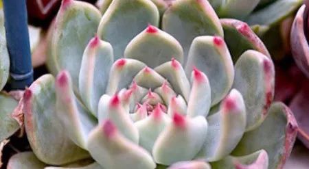 多肉植物植物怎么養_多肉植物養有什么好處_養多肉的