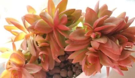 養多肉的_多肉植物植物怎么養_多肉植物養有什么好處