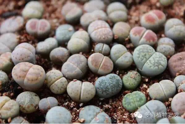 植物多肉大全圖片_植物多肉大概多長時間澆一次水_多肉植物 大