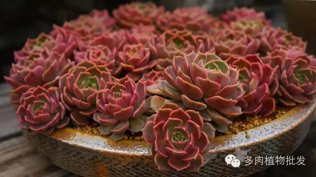 植物多肉大全圖片_多肉植物 大_植物多肉大概多長時間澆一次水