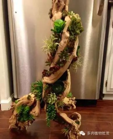 植物多肉大概多長時間澆一次水_多肉植物 大_植物多肉大全圖片