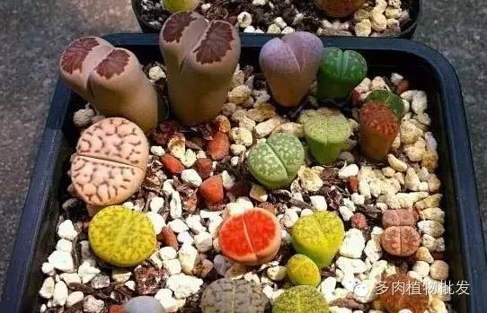 多肉植物 大_植物多肉大概多長時間澆一次水_植物多肉大全圖片