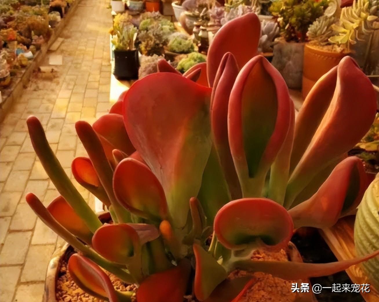 紅色多肉花心有白絨絨_多肉紅色花_紅色肉花白色根嗎