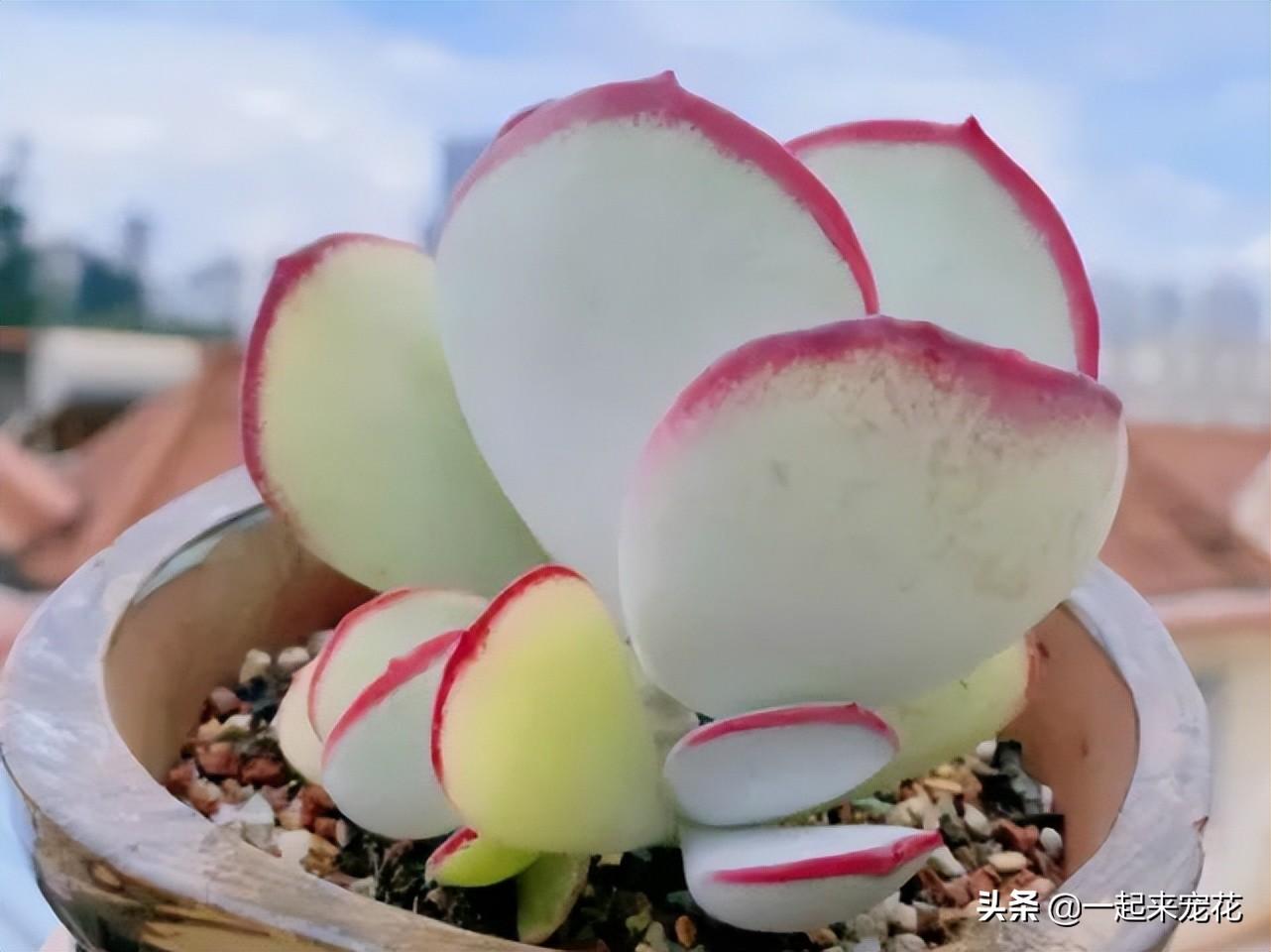 紅色肉花白色根嗎_多肉紅色花_紅色多肉花心有白絨絨