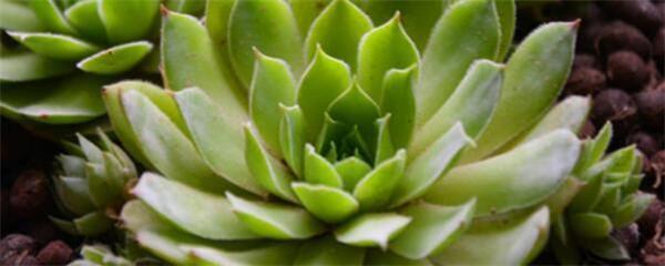 多肉植物適合什么花盆