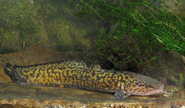 長不大的冷水觀賞魚_冷水觀賞魚長大后怎么養_冷水觀賞魚長大后會死嗎