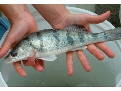 冷水觀賞魚長大后會死嗎_長不大的冷水觀賞魚_冷水觀賞魚長大后怎么養