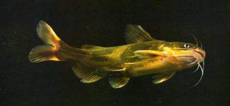 冷水觀賞魚長大后會死嗎_冷水觀賞魚長大后怎么養_長不大的冷水觀賞魚