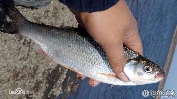 冷水觀賞魚長大后會死嗎_冷水觀賞魚長大后怎么養_長不大的冷水觀賞魚