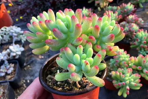 多肉在適合室內陽臺養，還是室外露養？看完才知道，區別這么大