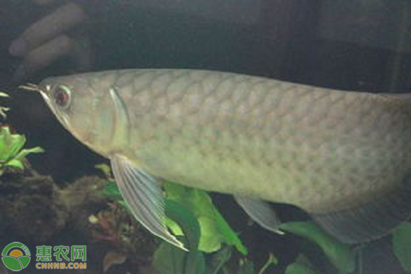 青龍魚價格多少錢一斤？青龍魚養(yǎng)殖前景分析