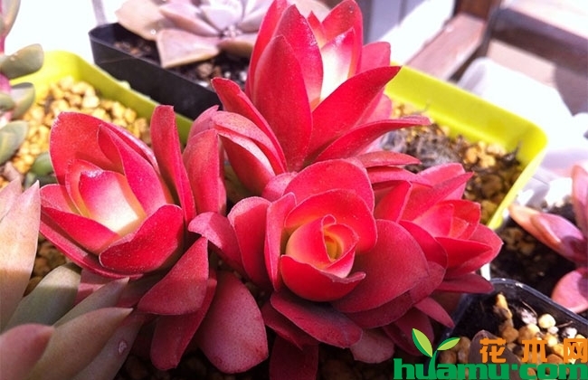 養(yǎng)多肉火祭好嗎_多肉火祭怎么養(yǎng)_多肉火祭怎么養(yǎng)才好看