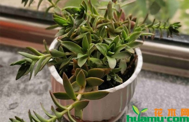 多肉火祭怎么養(yǎng)才好看_養(yǎng)多肉火祭好嗎_多肉火祭怎么養(yǎng)