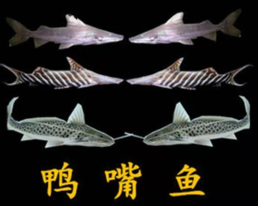 觀賞大型魚類_大型觀賞魚魚_大型魚觀賞魚