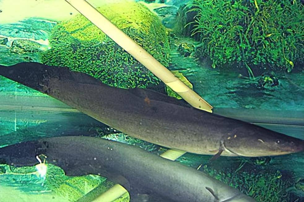 大型魚觀賞魚_觀賞大型魚類_大型觀賞魚魚