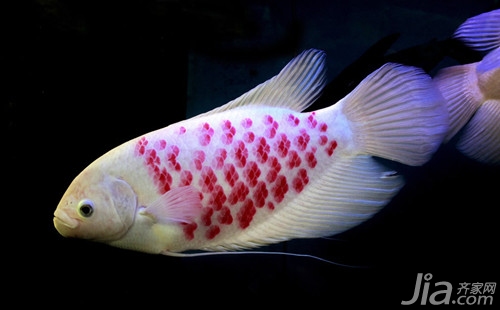 名貴觀賞魚金魚品種圖片大全_觀賞金魚名貴大全品種魚圖片_觀賞金魚圖片欣賞