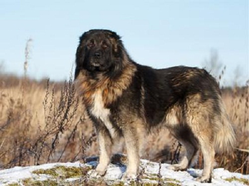 養寵經驗：公犬絕育需要開肚子么，公犬絕育后幾天恢復
