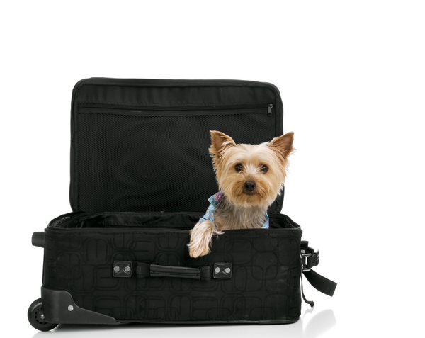 用人的沐浴露洗狗狗可以嗎_給狗洗澡能用人用的沐浴露嗎_人用沐浴露可以給狗洗嗎