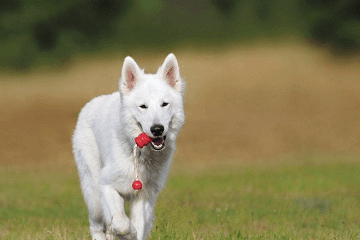 洋氣順口的狗狗名字