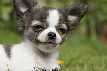 好聽洋氣的狗名字_好聽的狗名字大全洋氣_好聽大全狗洋氣名字兩個字