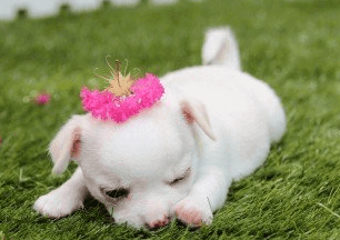 給小狗起名大全