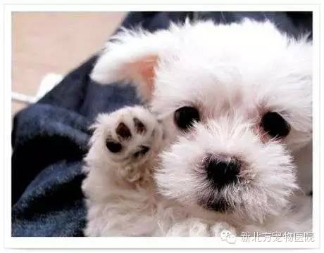 狗狗怎么止咳_狗狗快速止咳方法_治療狗狗咳嗽的最快的藥