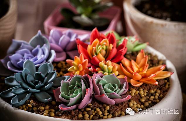 多肉凈化空氣_凈化空氣多肉可以放室內嗎_多肉可以凈化空氣嗎