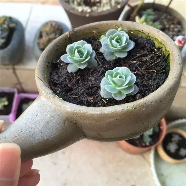 這些多肉不怕凍，新手冬天也能養得好！