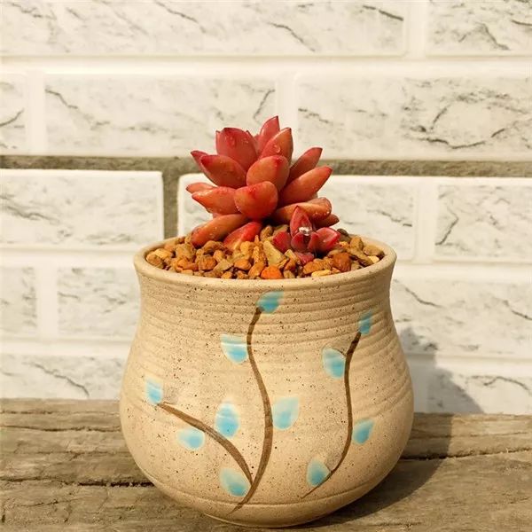 多肉怕凍吧_多肉怕凍嗎_扛凍的多肉