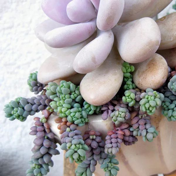 扛凍的多肉_多肉怕凍嗎_多肉怕凍吧