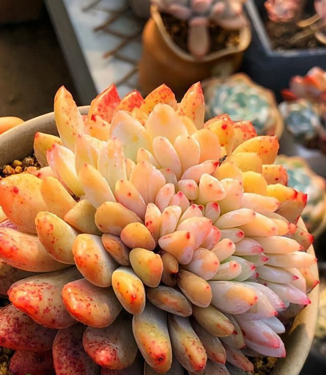 卡羅拉多肉_多肉卡羅拉好養(yǎng)嗎_多肉卡羅拉有毒嗎