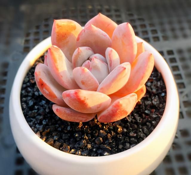 多肉卡羅拉有毒嗎_多肉卡羅拉好養(yǎng)嗎_卡羅拉多肉