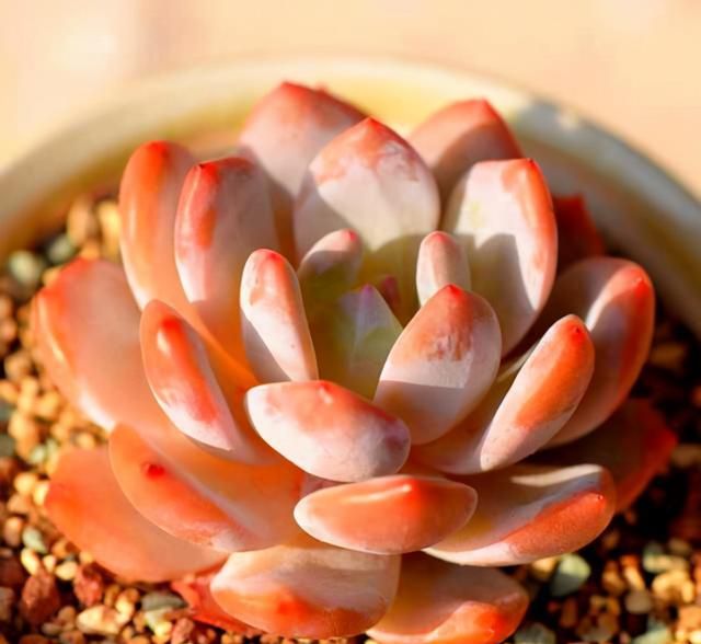 多肉卡羅拉有毒嗎_多肉卡羅拉好養(yǎng)嗎_卡羅拉多肉