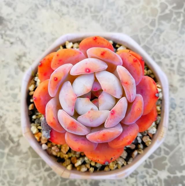 多肉卡羅拉好養(yǎng)嗎_多肉卡羅拉有毒嗎_卡羅拉多肉