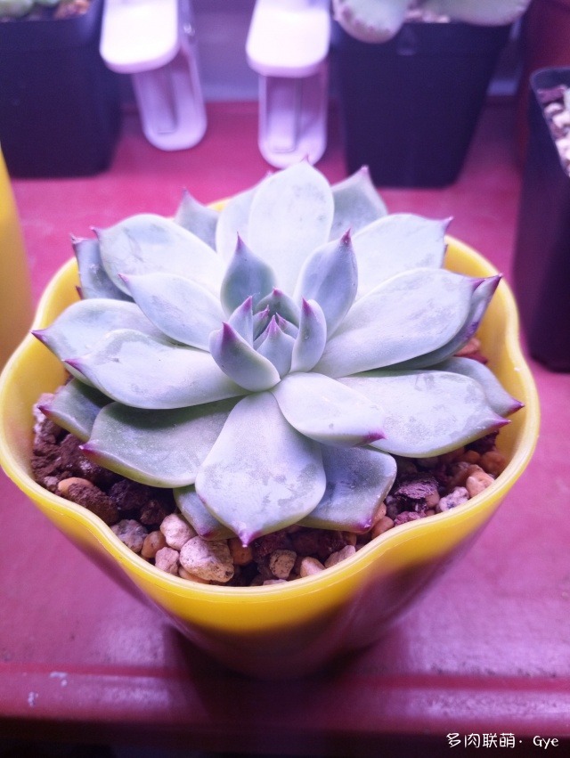 一份入冬失敗后的多肉對(duì)比報(bào)告